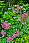 USA, Washington State, Sammamish. pink Astilbe and Caladium plants in garden Art Print